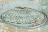 Lower Cambrian Trilobite (Termierella) - Issafen, Morocco #381205-1